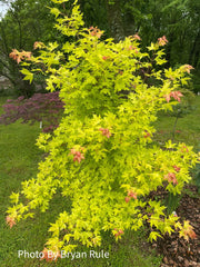 - Acer truncatum 'Super Dragon' Shantung Maple - Mr Maple │ Buy Japanese Maple Trees