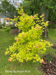 - Acer truncatum 'Super Dragon' Shantung Maple - Mr Maple │ Buy Japanese Maple Trees