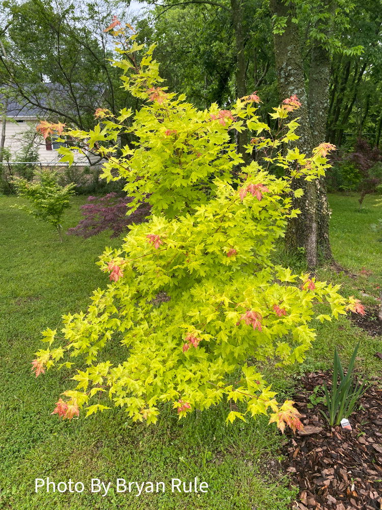 - Acer truncatum 'Super Dragon' Shantung Maple - Mr Maple │ Buy Japanese Maple Trees