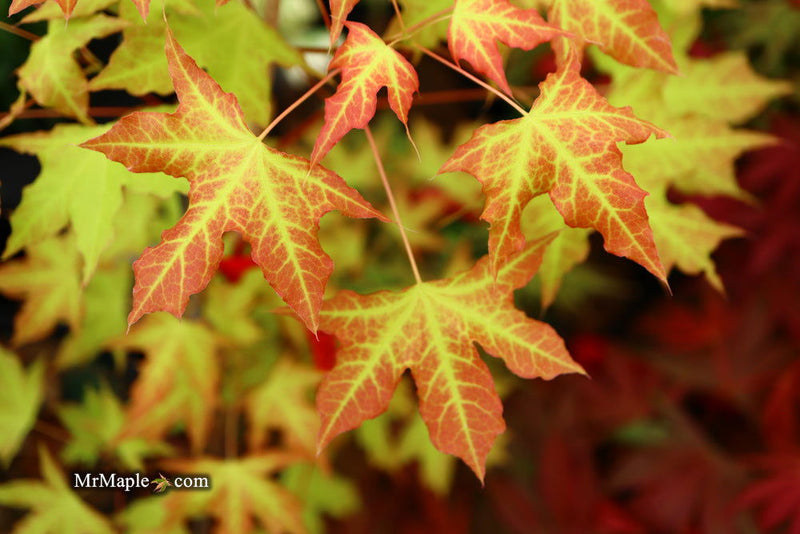 - Acer truncatum 'Super Dragon' Shantung Maple - Mr Maple │ Buy Japanese Maple Trees