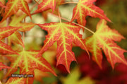- Acer truncatum 'Super Dragon' Shantung Maple - Mr Maple │ Buy Japanese Maple Trees