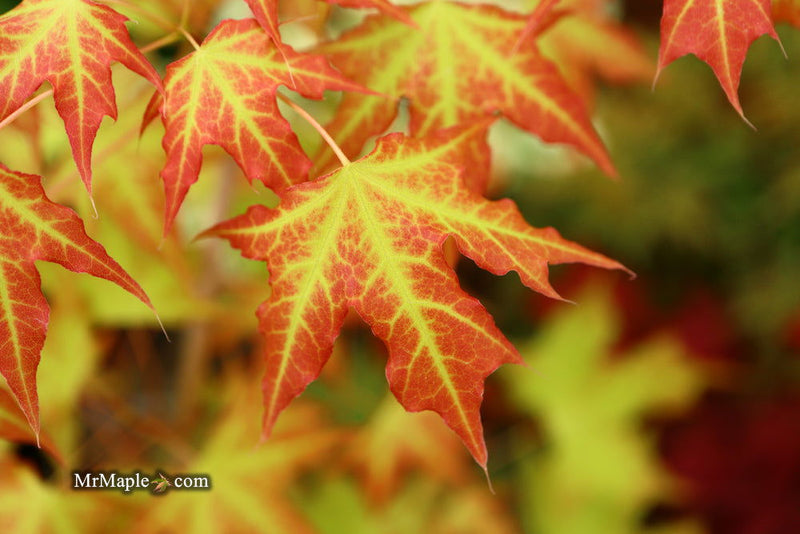 - Acer truncatum 'Super Dragon' Shantung Maple - Mr Maple │ Buy Japanese Maple Trees