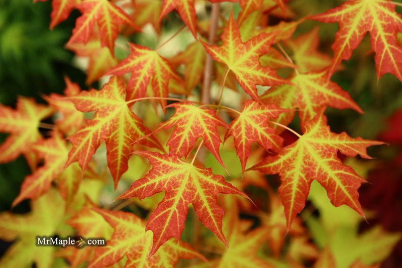 - Acer truncatum 'Super Dragon' Shantung Maple - Mr Maple │ Buy Japanese Maple Trees