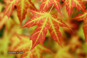 - Acer truncatum 'Super Dragon' Shantung Maple - Mr Maple │ Buy Japanese Maple Trees