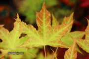 - Acer truncatum 'Super Dragon' Shantung Maple - Mr Maple │ Buy Japanese Maple Trees