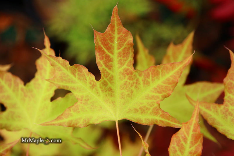 - Acer truncatum 'Super Dragon' Shantung Maple - Mr Maple │ Buy Japanese Maple Trees