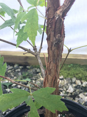 - Acer waxmanii (Acer griseum xnikoense xtriflorum) Paperbark Hybrid Maple - Mr Maple │ Buy Japanese Maple Trees