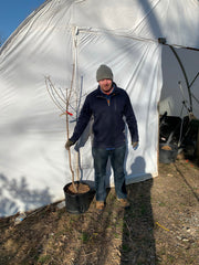 - Acer waxmanii (Acer griseum xnikoense xtriflorum) Paperbark Hybrid Maple - Mr Maple │ Buy Japanese Maple Trees