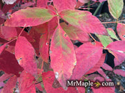 - Acer waxmanii (Acer griseum xnikoense xtriflorum) Paperbark Hybrid Maple - Mr Maple │ Buy Japanese Maple Trees