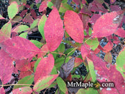 - Acer waxmanii (Acer griseum xnikoense xtriflorum) Paperbark Hybrid Maple - Mr Maple │ Buy Japanese Maple Trees