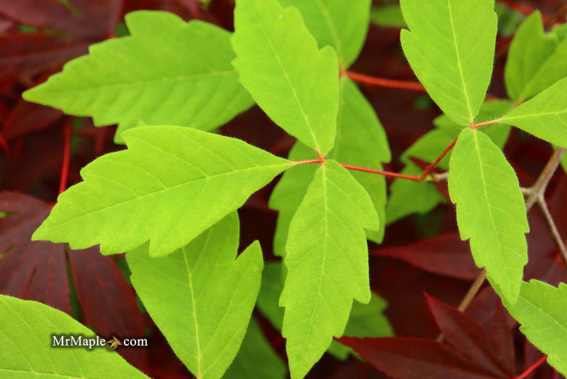 - Acer waxmanii (Acer griseum xnikoense xtriflorum) Paperbark Hybrid Maple - Mr Maple │ Buy Japanese Maple Trees