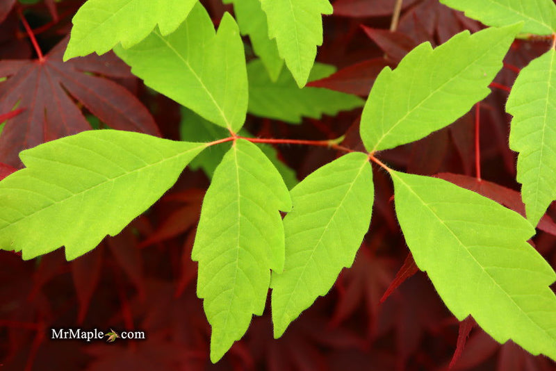 - Acer waxmanii (Acer griseum xnikoense xtriflorum) Paperbark Hybrid Maple - Mr Maple │ Buy Japanese Maple Trees