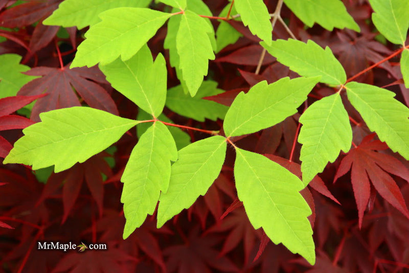 - Acer waxmanii (Acer griseum xnikoense xtriflorum) Paperbark Hybrid Maple - Mr Maple │ Buy Japanese Maple Trees