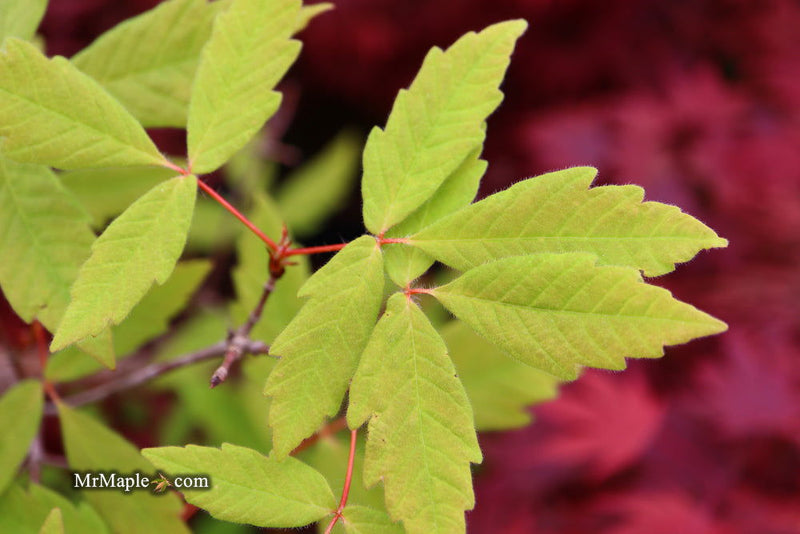 - Acer waxmanii (Acer griseum xnikoense xtriflorum) Paperbark Hybrid Maple - Mr Maple │ Buy Japanese Maple Trees