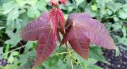- Acer wuyuanense The Chocolate Maple - Mr Maple │ Buy Japanese Maple Trees