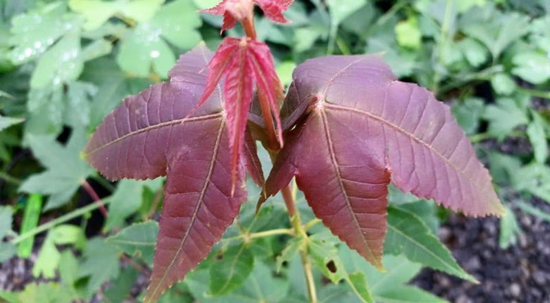 - Acer wuyuanense The Chocolate Maple - Mr Maple │ Buy Japanese Maple Trees