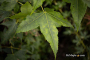 - Acer wuyuanense The Chocolate Maple - Mr Maple │ Buy Japanese Maple Trees