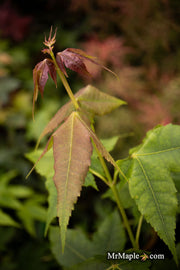 - Acer wuyuanense The Chocolate Maple - Mr Maple │ Buy Japanese Maple Trees