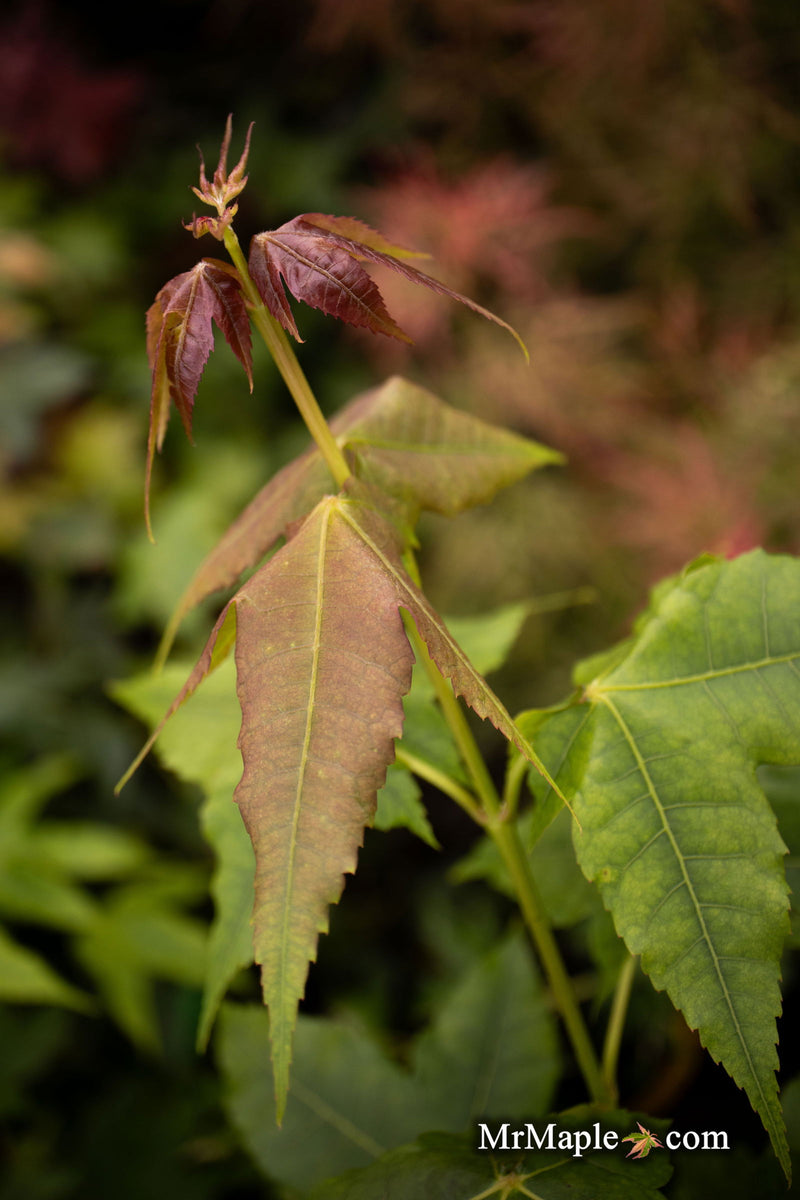 - Acer wuyuanense The Chocolate Maple - Mr Maple │ Buy Japanese Maple Trees