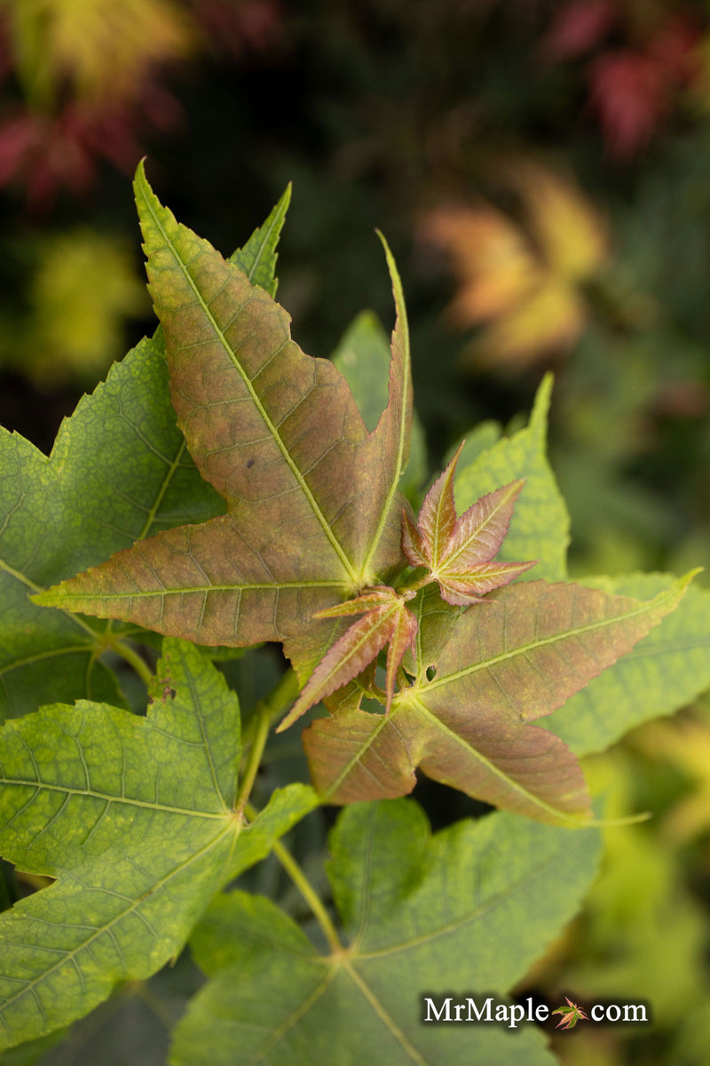 - Acer wuyuanense The Chocolate Maple - Mr Maple │ Buy Japanese Maple Trees