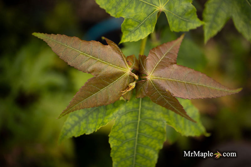 - Acer wuyuanense The Chocolate Maple - Mr Maple │ Buy Japanese Maple Trees