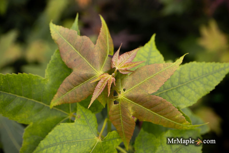 - Acer wuyuanense The Chocolate Maple - Mr Maple │ Buy Japanese Maple Trees