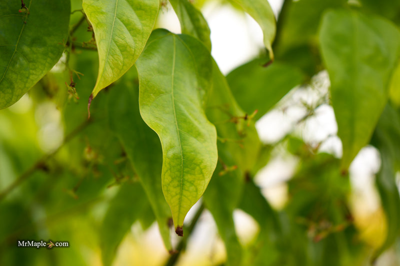Acer calcaratum Rare Chinese Maple