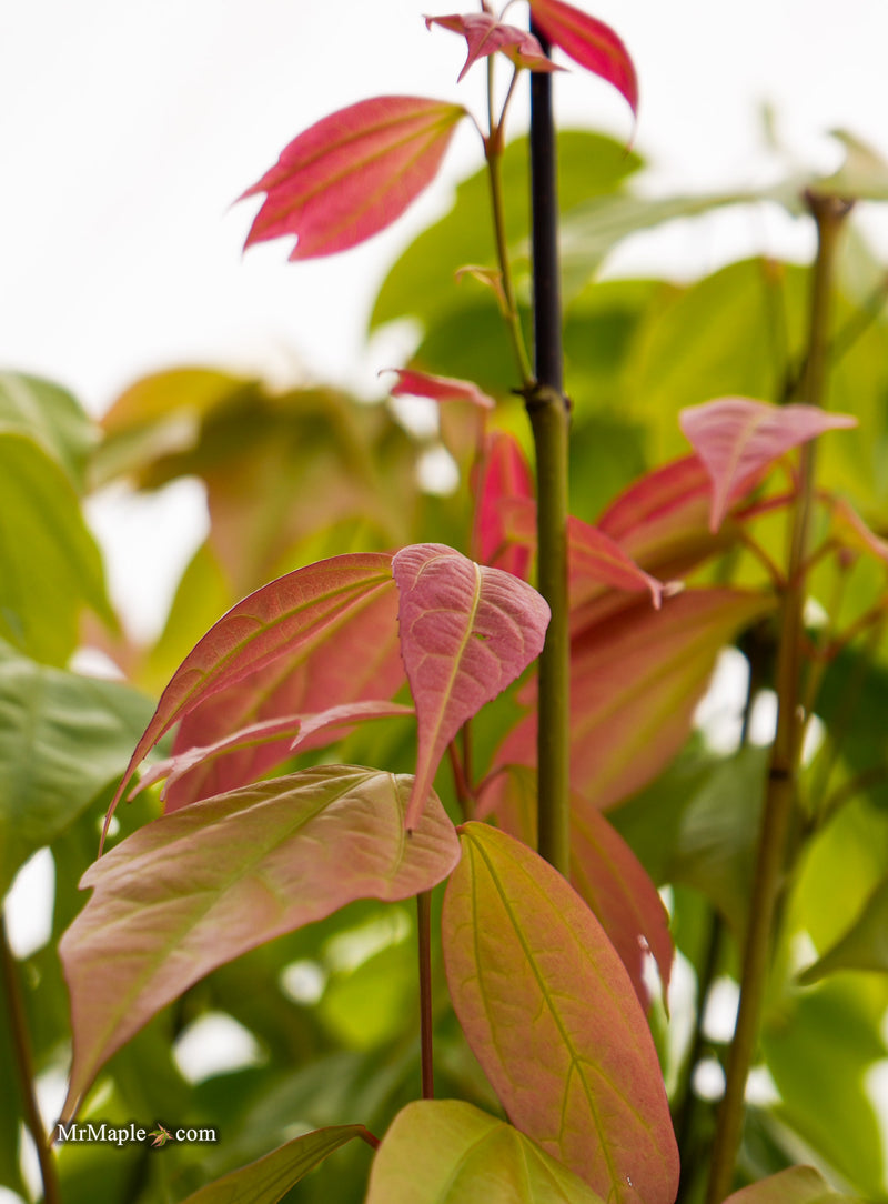 Acer calcaratum Rare Chinese Maple