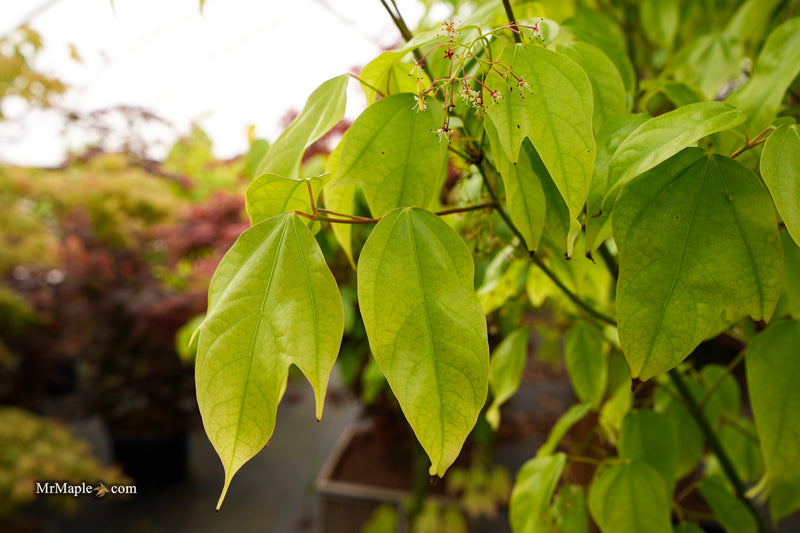 Acer calcaratum Rare Chinese Maple