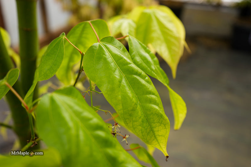Acer calcaratum Rare Chinese Maple