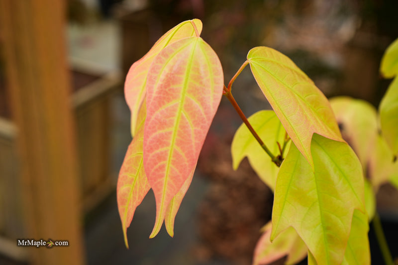 Acer calcaratum Rare Chinese Maple