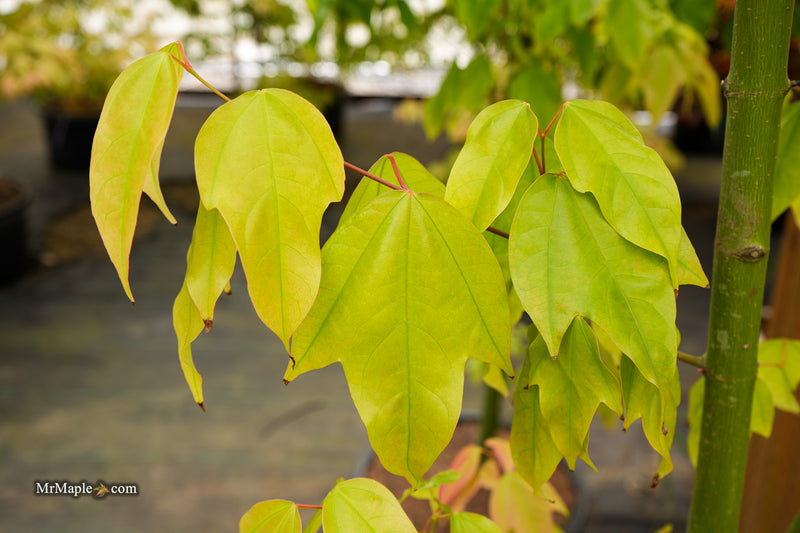Acer calcaratum Rare Chinese Maple
