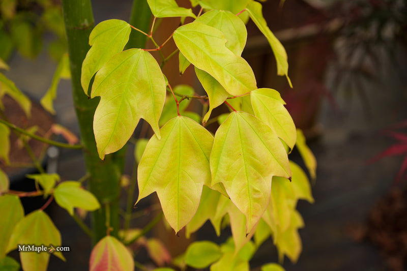 Acer calcaratum Rare Chinese Maple