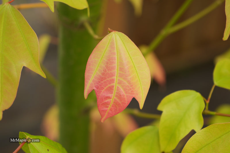 Acer calcaratum Rare Chinese Maple