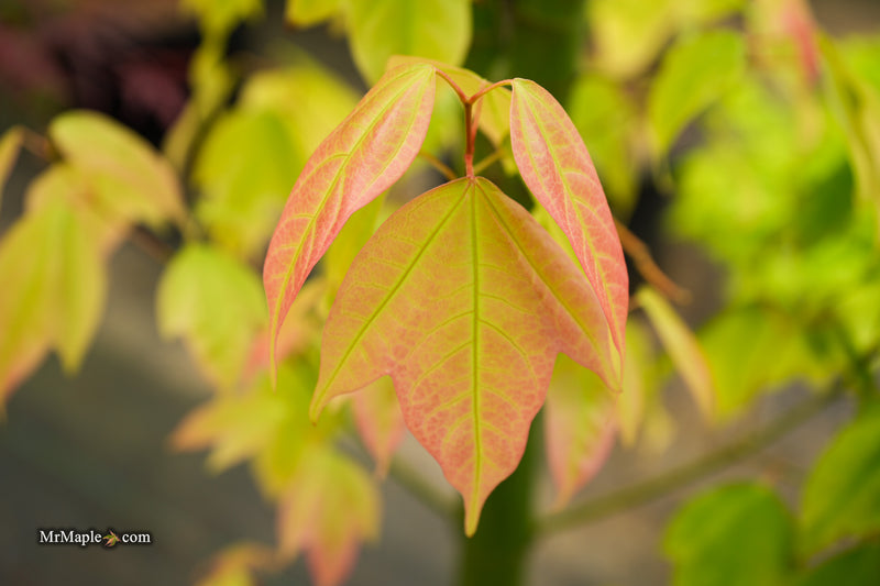 Acer calcaratum Rare Chinese Maple