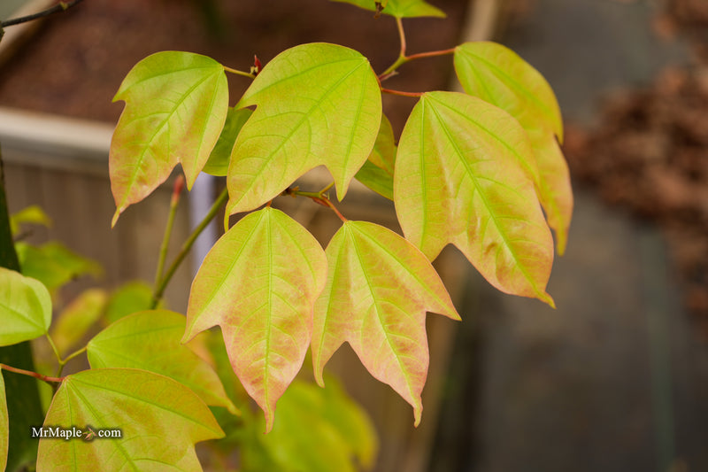 Acer calcaratum Rare Chinese Maple