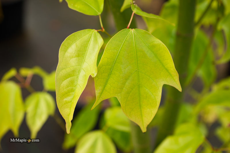 Acer calcaratum Rare Chinese Maple