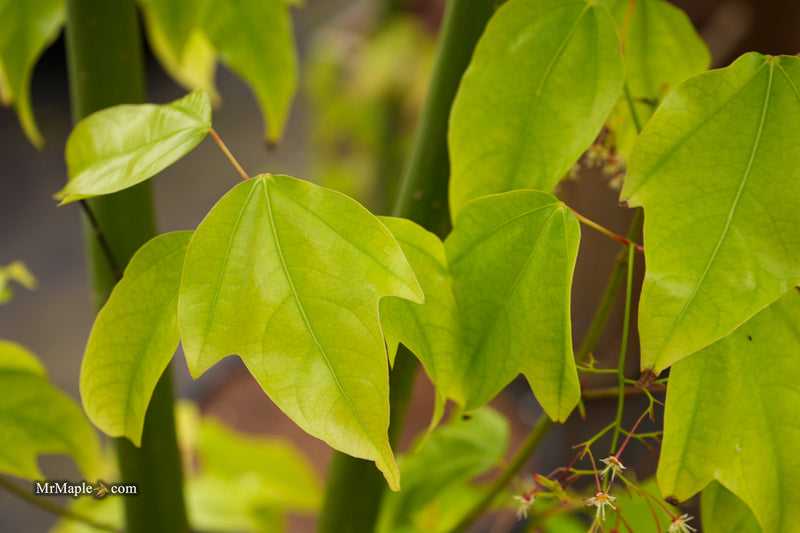 Acer calcaratum Rare Chinese Maple