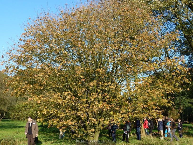 Acer Diabolicum Japanese Devil Maple