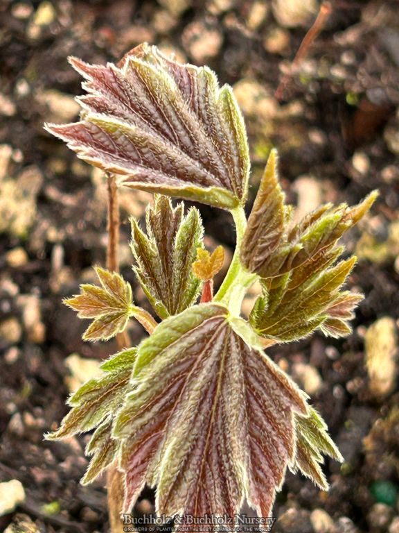 Acer Diabolicum Japanese Devil Maple