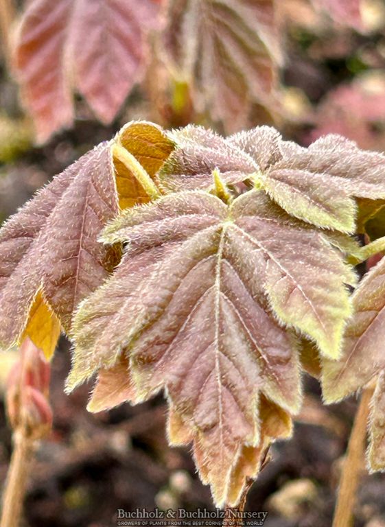Acer Diabolicum Japanese Devil Maple
