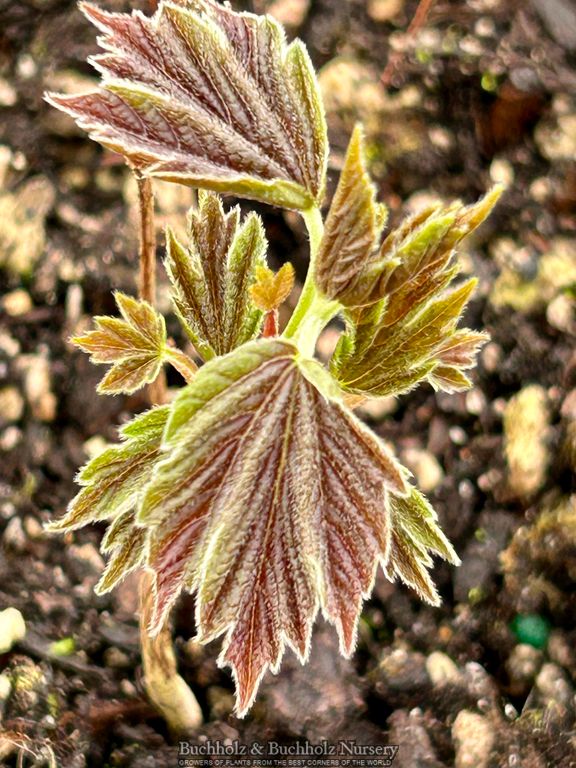 Acer Diabolicum Japanese Devil Maple