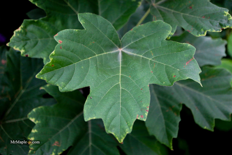 Acer Diabolicum Japanese Devil Maple