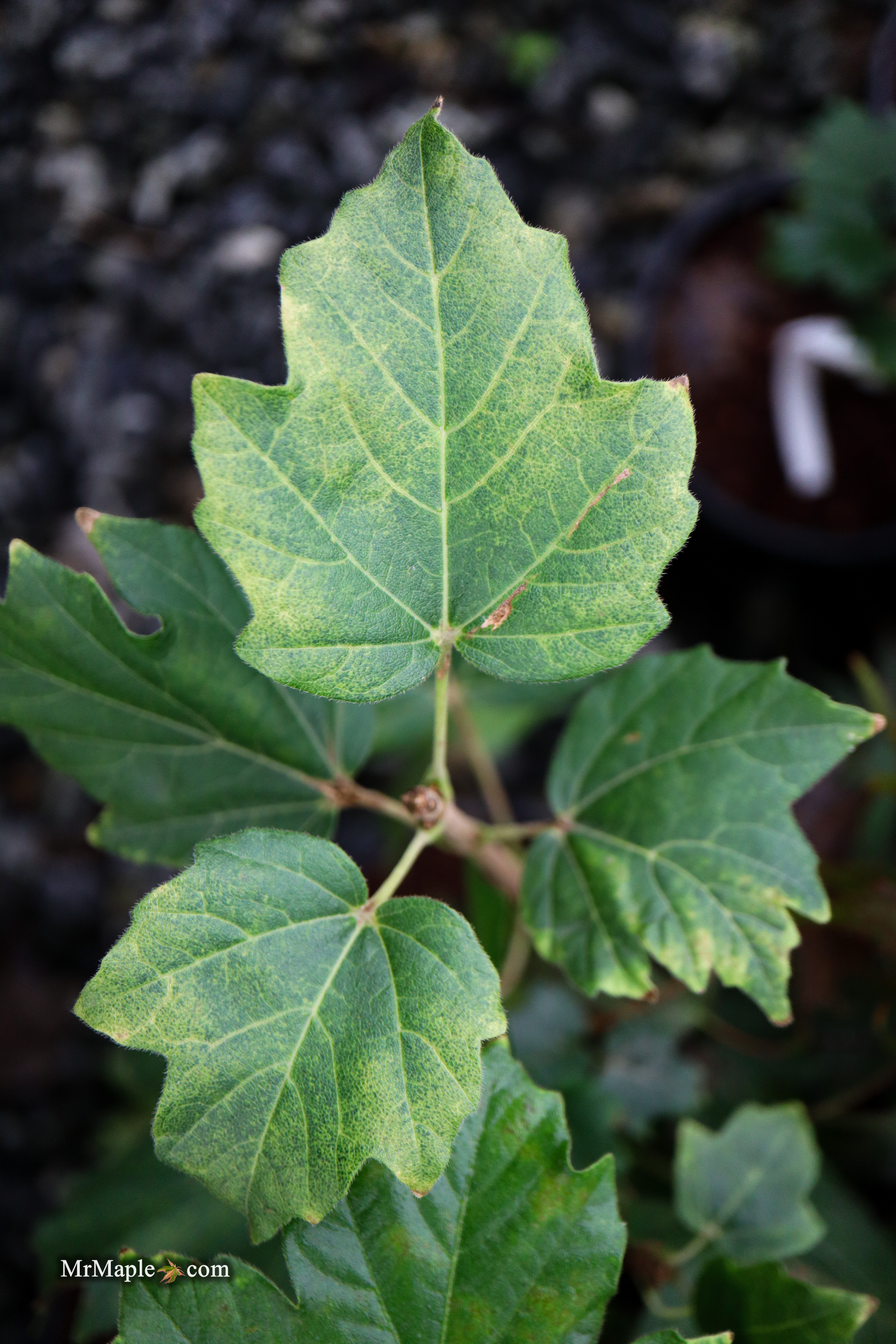 Buy Acer palmatum 'La Diabla' Japanese Maple — Mr Maple │ Buy