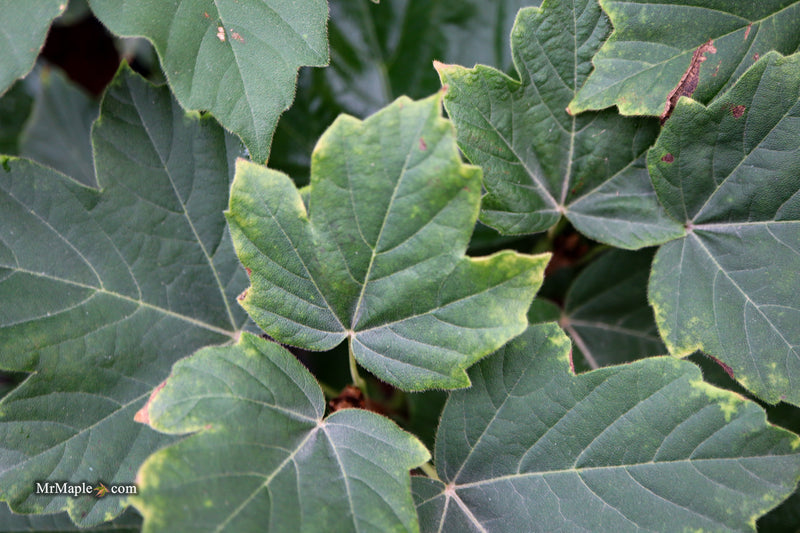 Acer Diabolicum Japanese Devil Maple