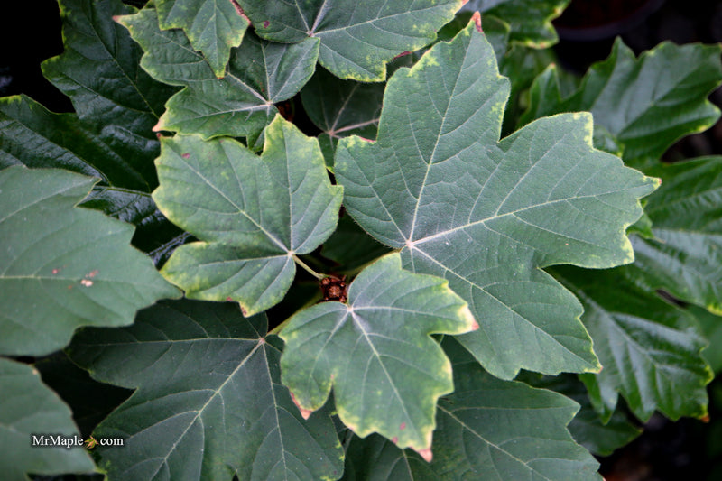 Acer Diabolicum Japanese Devil Maple