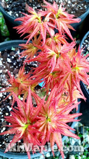 - FOR PICKUP ONLY | Acer palmatum 'Japanese Princess' Dwarf Japanese Maple | DOES NOT SHIP - Mr Maple │ Buy Japanese Maple Trees