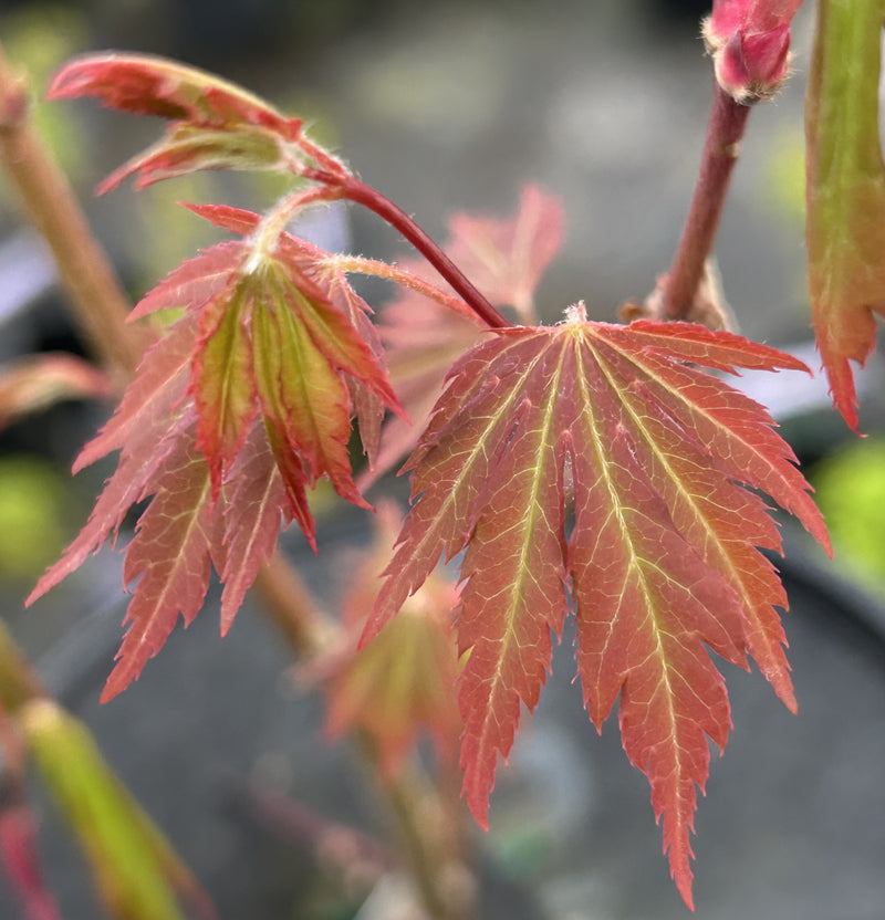 Acer pseudosieboldianum 'Arctic Desire' Rare Japanese Maple