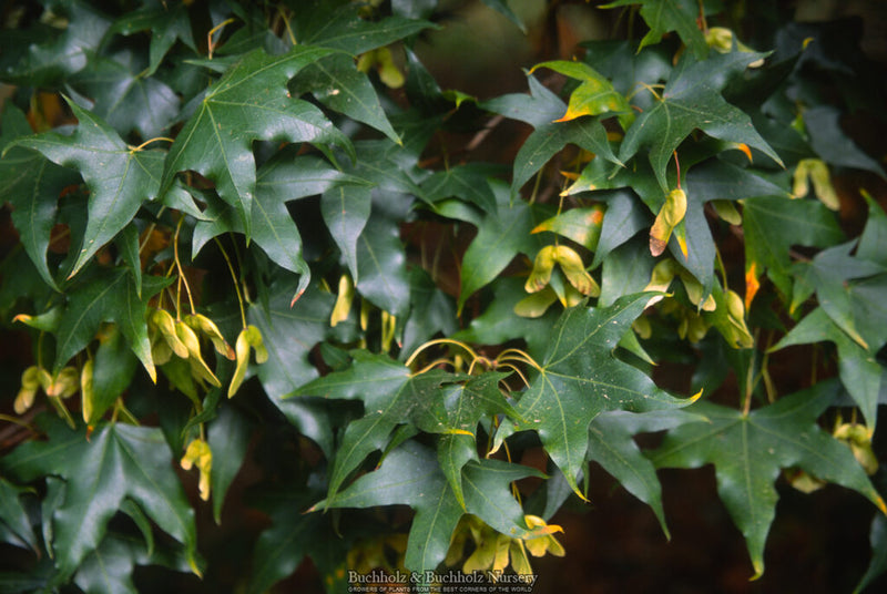 Acer truncatum Heat Tolerant Shantung Maple