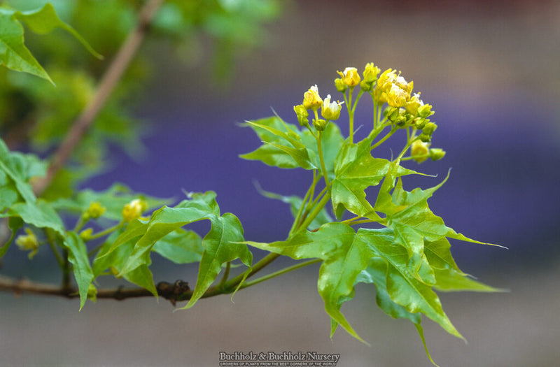 Acer truncatum Heat Tolerant Shantung Maple